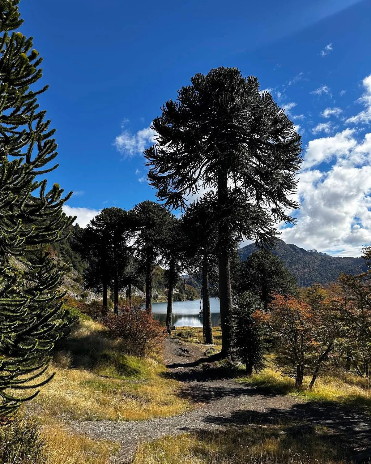 Araucaria trees along a trail, a lake and mountains beyond