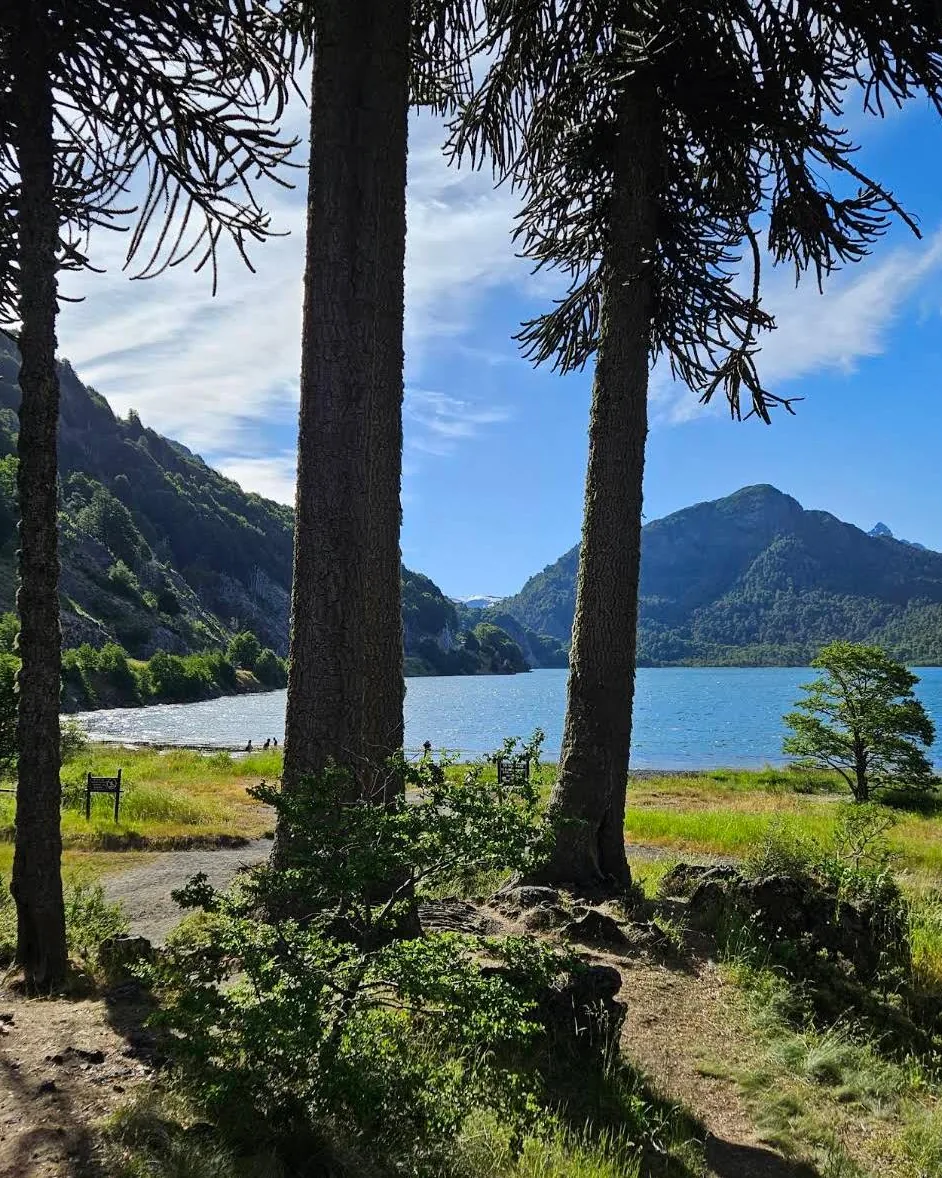 A lake seen between tree trunks, hills behind