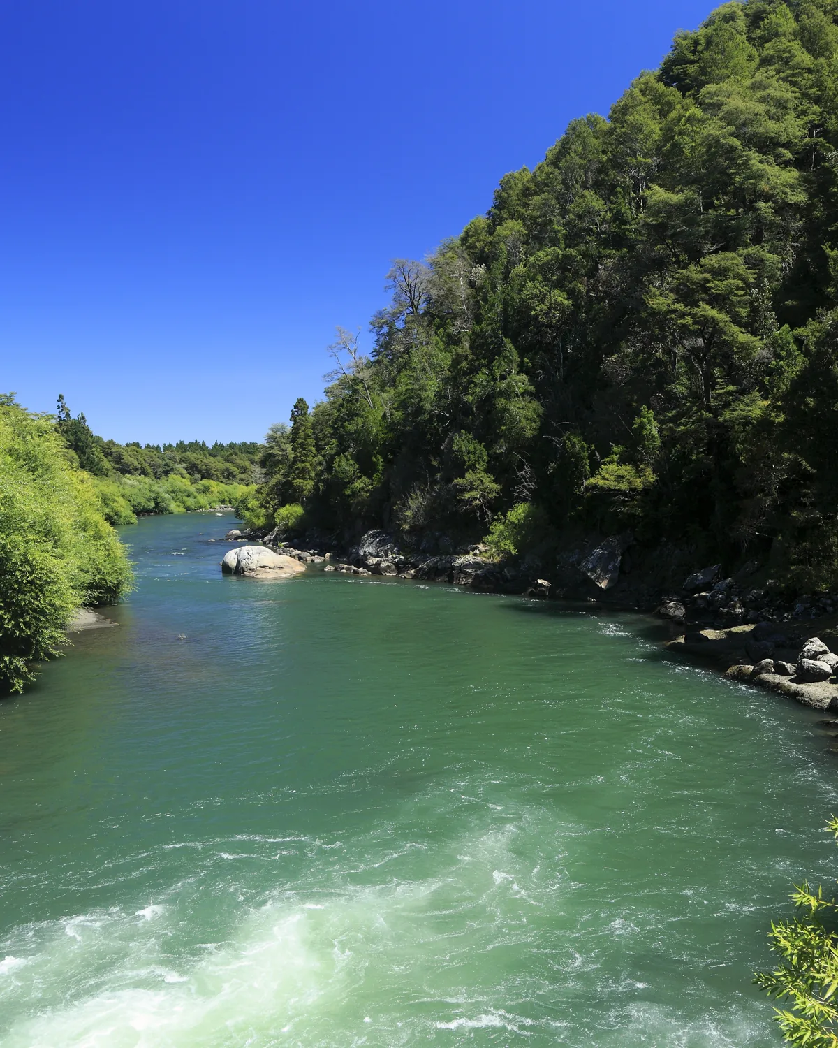 The Trancura river, turquoise between forested banks